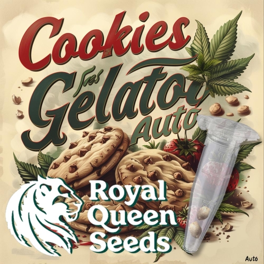 Cookies Gelato Seeds Auto (Autoflower Indica)